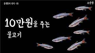 10만원을 주는 물고기...! /백운산 완벽가이드 / 초보자, 개체 종류, 어항 환경, 교배, 치어 브리딩/ 물생활의 정석 - 15