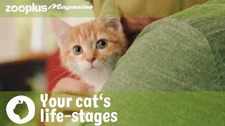 Your cat’s life-stages: from kitten to adult to senior cat | zooplus Magazine