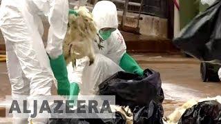 Bird flu sample in Hong Kong triggers health scare