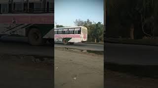 Rajasthan roadways #shortvideo #rsrtc #buses