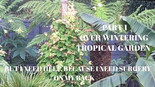 OVER WINTERING TROPICAL GARDEN PART 1