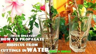 How to Propagate Hibiscus From Cuttings in Water(With Updates)