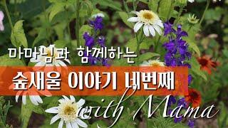 마마님과 함께하는 숲새울 이야기 네번째 Finale / 회향 / 별정향풀 / 갈퀴망종화 / 산토리나 / 라바테라 / 코레옵시스