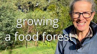 Growing A Food Forest with Chop and Drop Mulching