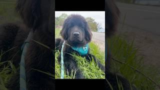  Let’s cheer on the marathon runners! #newfoundlanddog #marathonrunning #puppy #doglife #bayshore