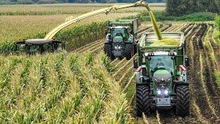 Mais 2023 - Krone BiG X 1180 | 4x Fendt 900 | Große Bohne