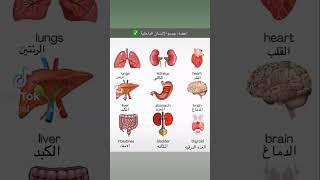 أعضاء جسم الإنسان الداخلية #انجليزي_مبسط #انجليزي_للجميع #انجليزي_للمبتدئين #انجليزي #انجليزي_عربي