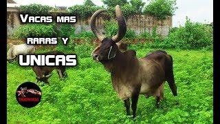 La vaca mas Rara del mundo (RAZAS DE VACAS QUE NO SABIAS QUE EXISTIAN)