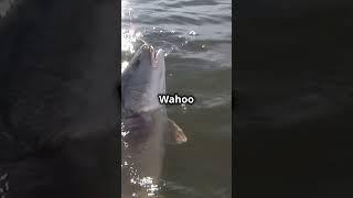 What is a Wahoo Fish? 