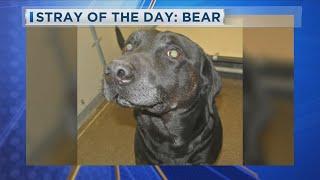 Stray of the Day: Bear Good Day Siouxland KCAU 9 News 4-26-24