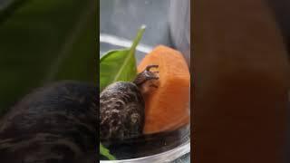 Lunchtime.   #animal #snail #germany #nature #animals