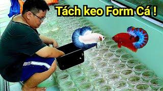 Tách keo Form những chú Betta Siêu Phẩm |THANH HẢI BETTA|