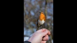 My story of Bob the robin shared by BBC