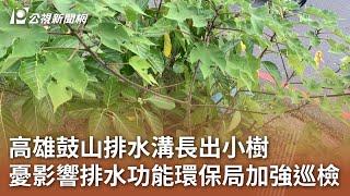 高雄鼓山排水溝長出小樹 憂影響排水功能環保局加強巡檢｜20241018 公視中晝新聞