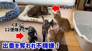 【子猫に占領される】なじゅ様のご機嫌を取ろうとしたのですが…