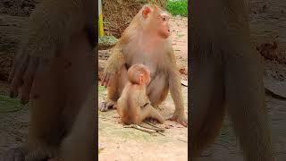 Luno: Growing Up Different 1#cute#Monkeys#animals