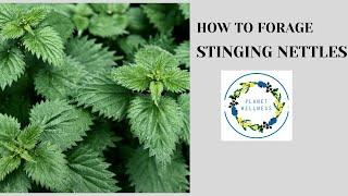 How To Forage Stinging Nettle