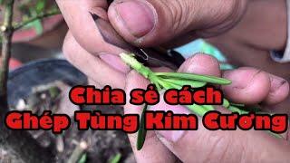 Ghép tùng kim cương vào cây tùng la hán | BonsaiTG