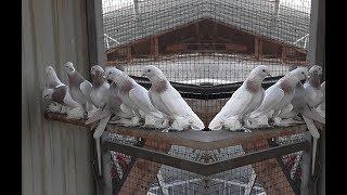 Казахстанские голуби в Деле , Бой - Тяга / Best Pigeon of Kazakhstan (Вячеслав / г.Жаркент )