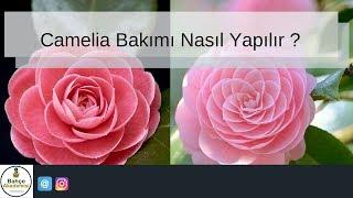 Camelia Bakımı Nasıl Yapılır ?