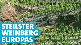 So klappt die Winzerarbeit im steilsten Weinberg Europas