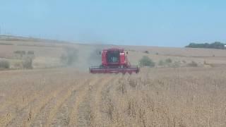 Case IH 2144 with Case IH 1020 platform combining beans