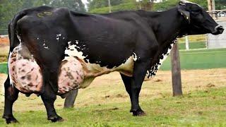 Worlds Highly Milking Girlando Cow Breed | Full Documentary By AJ Cattle info