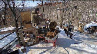 Jackals prowl around us at night! How I live in the mountains with my animals.