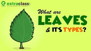 What are leaves and its types | Biology | Extraclass.com