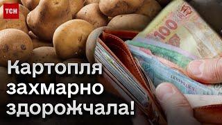  Такої високої ціни на картоплю не було ніколи! Чому зростає вартість?