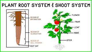 Plant Root System & Shoot System