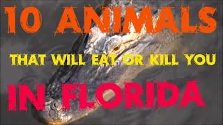 Top 10 List Of Animals That Will Eat Or Kill You In Florida