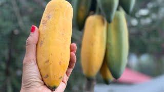 How to grow Babaco Papaya ( Vasconcellea × heilbornii ) & how to eat it