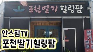 딸기 체험농장의 모범~! 안스팜TV 포천딸기 힐링팜을 소개합니다~!