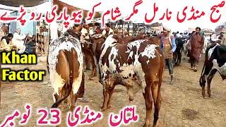 Today Multan Cow Mandi Down | Sahiwal Cholistani Kato Bachre || Global Village Farming