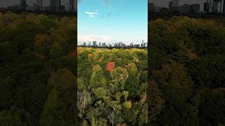 Autumn in Ontario  #canada #forest #fallcolors