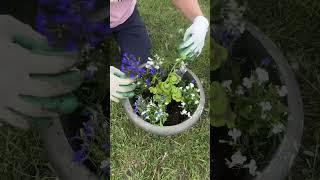 My mom in law’s garden  #canadacouplevlogs #tamilshorts #lifeincanada #slowlife #alberta #canada