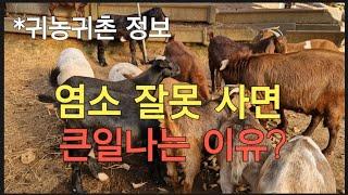 귀농귀촌 정보)염소 잘못 사면 큰일나는 이유? #염소농장 #염소수익 #염소1마리가격