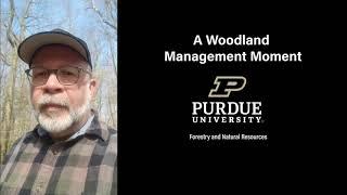 Woodland Management Moment: Invasive Species Control Process