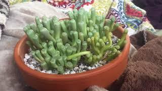 Baby Toes Fenestraria Rhopalophylla Care Part 1