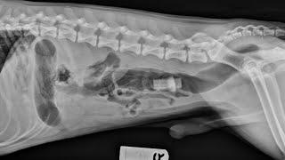 Foreign Bodies in Radiology