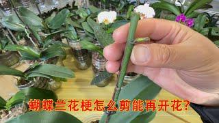 蝴蝶兰花梗怎么剪能再开花？花芽与根芽看２地方轻松分辨出来！（阿涛养花276期）