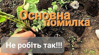 Як садити Полуницю восени? Що давати в лунку? Чим підживити для кращого укорінення?@МояДачаСадГород