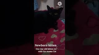 New born kitten ‍⬛ : One day Old kitten Joi with his mama Cat ‍⬛ : #shorts : #youtubeshorts