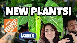 NEW RARE PLANT AT LOWE'S!!  Philodendron Gloriosum has arrived at big box stores!!  Plant Shopping