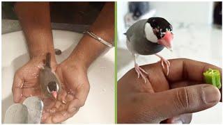 Java Finch bathing in hand | Java sparrow Okra eating