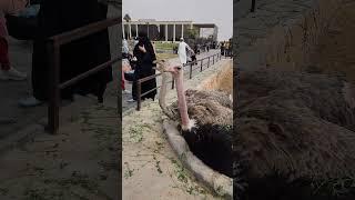 Ostriches |umm al quwain #zoo #uae #trending