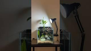 Peace Lily Betta Tank Setup