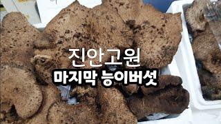 진안고원 마지막 능이버섯 송이버섯 굽더더기버섯 장뇌삼 항암효과