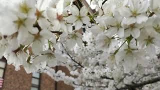 Prunus × yedoensis (Yoshino cherry)